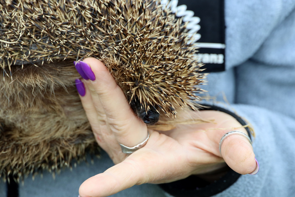 Igel _32_.jpg