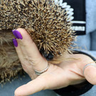 Igel _32_.jpg