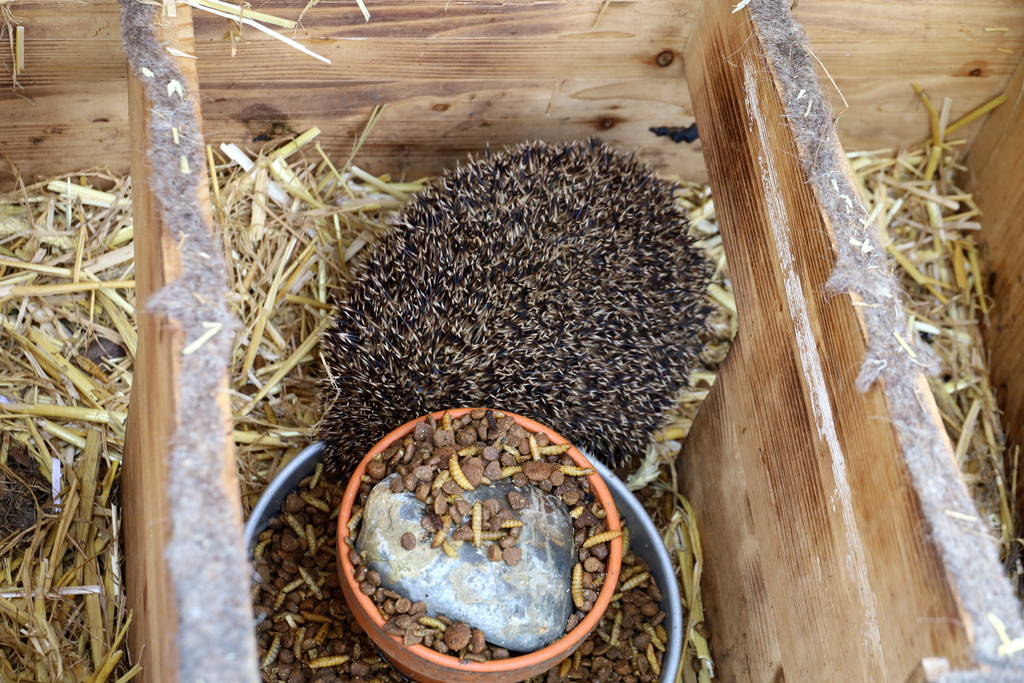 Igel _33_.jpg