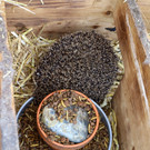 Igel _33_.jpg