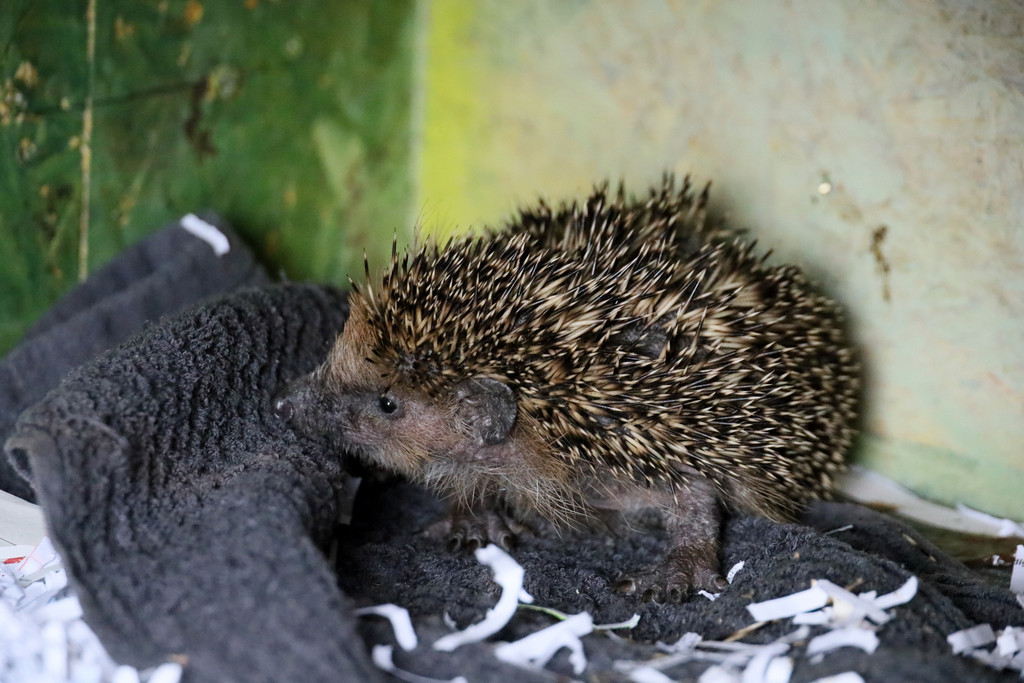 Igel _38_.jpg
