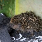 Igel _38_.jpg