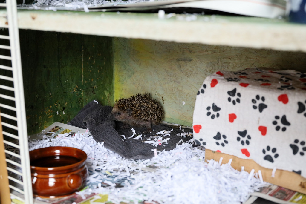 Igel _42_.jpg