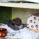 Igel _42_.jpg