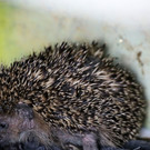 Igel _43_.jpg