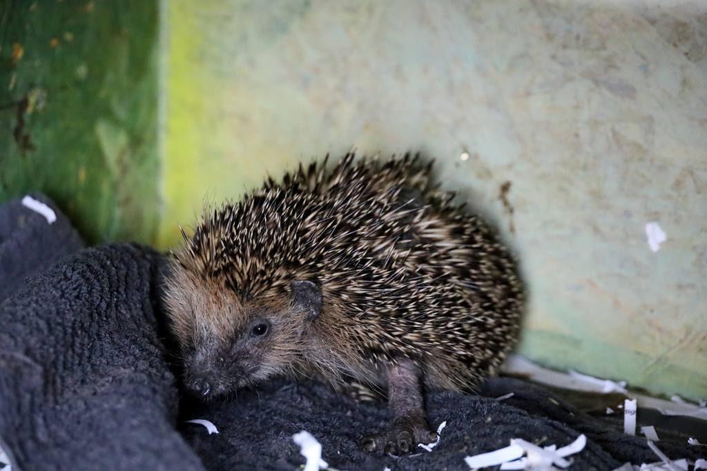 Igel _45_.jpg