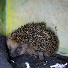 Igel _45_.jpg