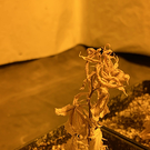 Cannabis-Plantage aufgeflogen