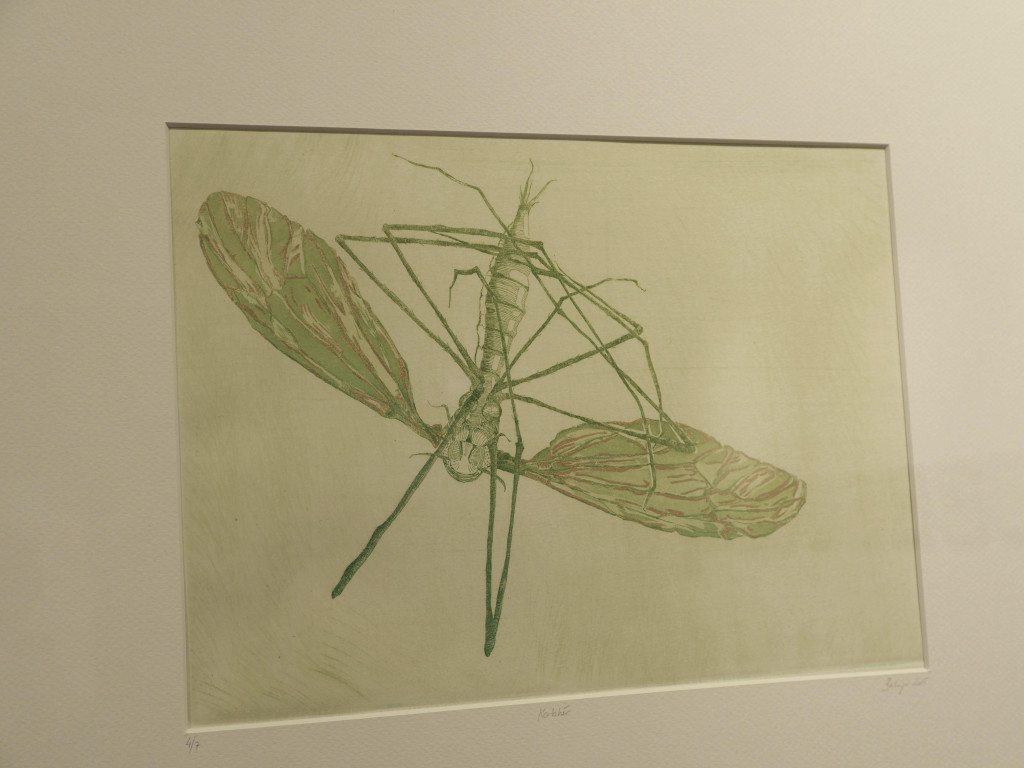 P4266592.jpg