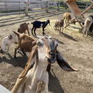Merlins Farm.JPG