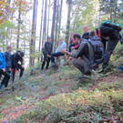 Mint_Wald.jpg