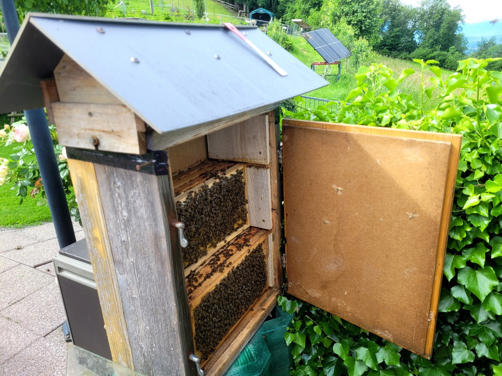 Volksschule EXKURSION B Bienenkunde 27-05-2024 _8_.jpg