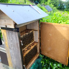 Volksschule EXKURSION B Bienenkunde 27-05-2024 _8_.jpg