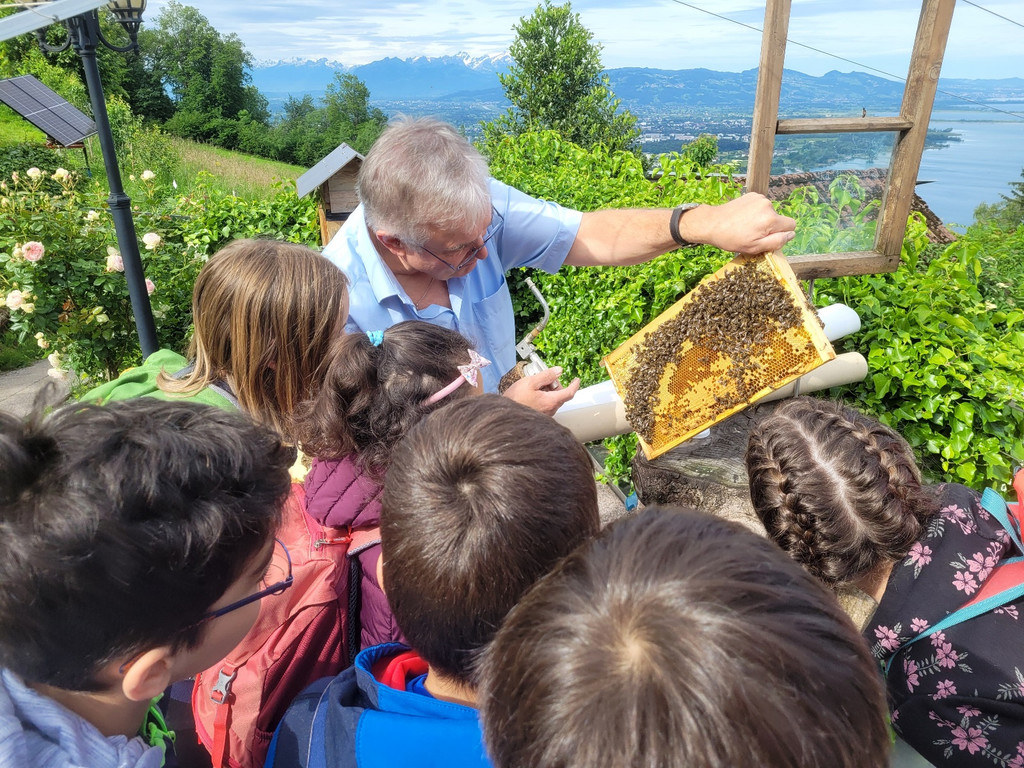Volksschule EXKURSION B Bienenkunde 27-05-2024 _5_.jpg