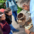 Volksschule EXKURSION B Bienenkunde 27-05-2024 _4_.jpeg