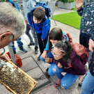 Volksschule EXKURSION B Bienenkunde 27-05-2024 _6_.jpeg