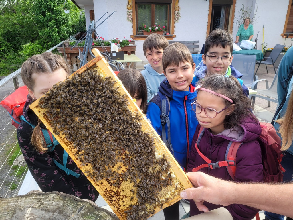Volksschule EXKURSION B Bienenkunde 27-05-2024 _7_.jpg