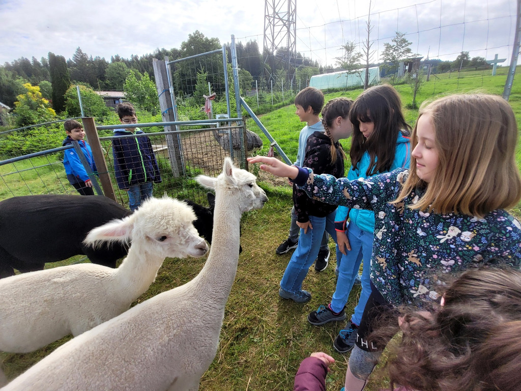 Volksschule EXKURSION C Alpakas 27-05-2024 _1_.jpg