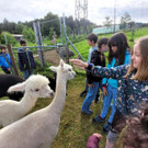 Volksschule EXKURSION C Alpakas 27-05-2024 _1_.jpg
