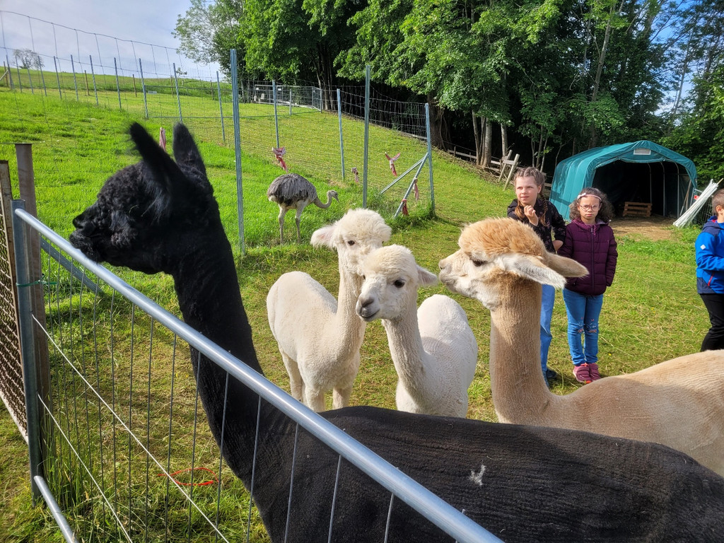 Volksschule EXKURSION C Alpakas 27-05-2024 _2_.jpg