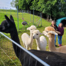 Volksschule EXKURSION C Alpakas 27-05-2024 _2_.jpg