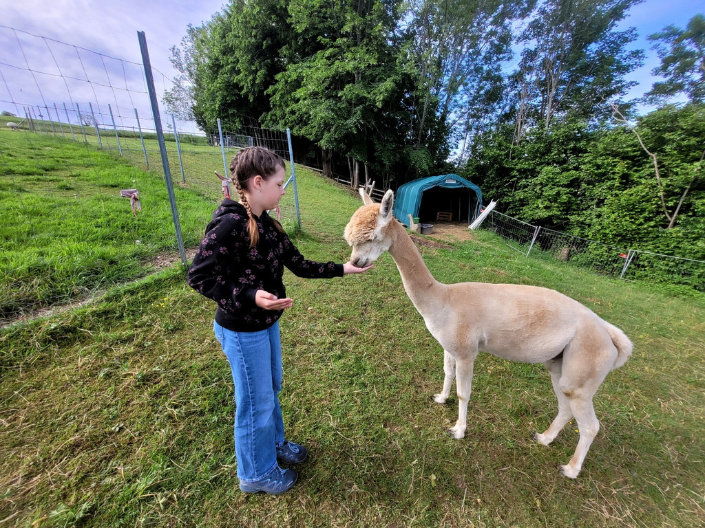 Volksschule EXKURSION C Alpakas 27-05-2024 _3_.jpg