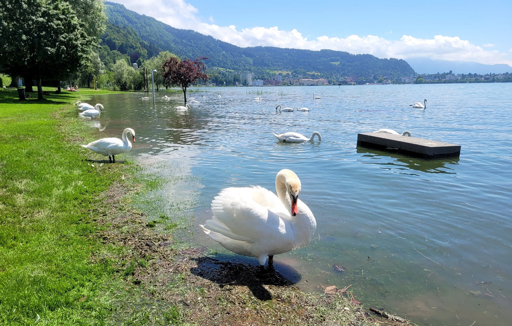 See HOCHSTAND VOL am 05-06-2024 _31_.jpg