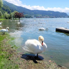 See HOCHSTAND VOL am 05-06-2024 _31_.jpg