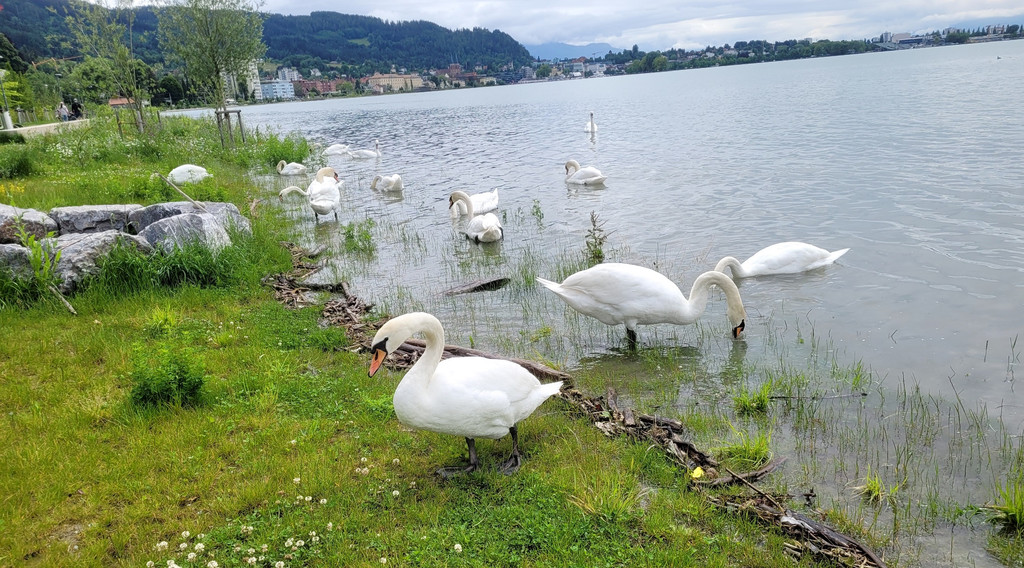 See HOCHSTAND VOL am 05-06-2024 _33_.jpg