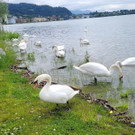 See HOCHSTAND VOL am 05-06-2024 _33_.jpg