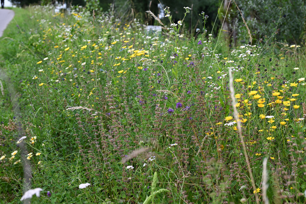 DSC_5222.jpg