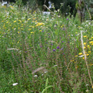 DSC_5222.jpg