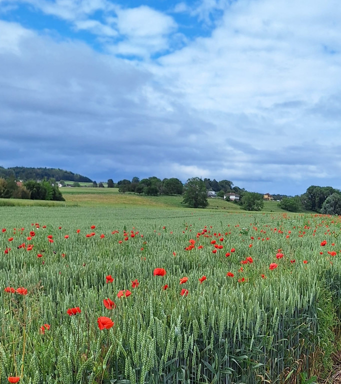 Blumen- und Getreidegarten im Dreila__ndereck.JPG