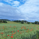 Blumen- und Getreidegarten im Dreila__ndereck.JPG