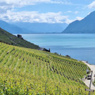 Lavaux am Lac Leman.JPG