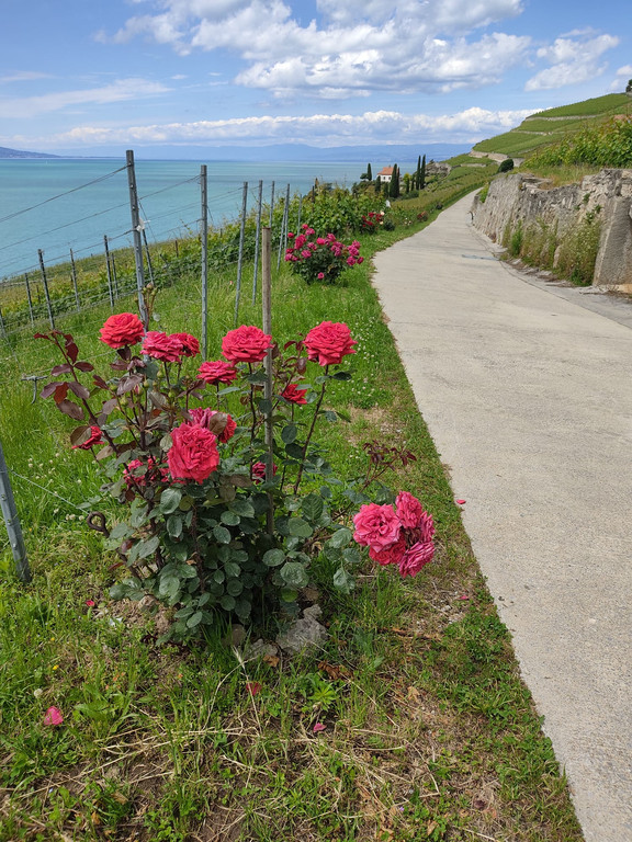 Lavaux Weltkulturerbe.JPG