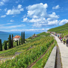 Mitdabei mitten im Lavaux.JPG