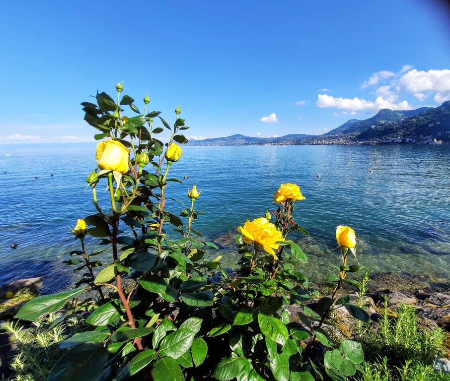 Schweizer Riviera am Genfersee.JPG