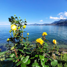 Schweizer Riviera am Genfersee.JPG