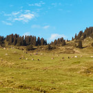 Alpe Gävis