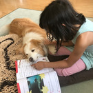 Lehrgang Schulhund