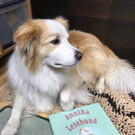 Sami_Lesehund2.jpg