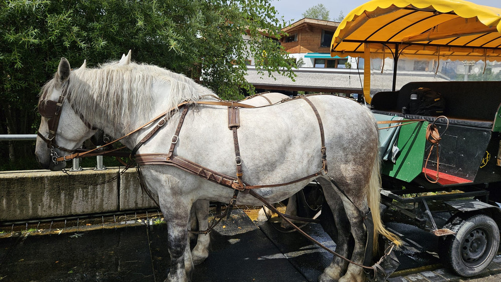 20240802_154847000_iOS 1.jpg