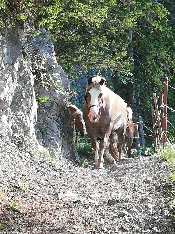 Sattelalpe6.jpg