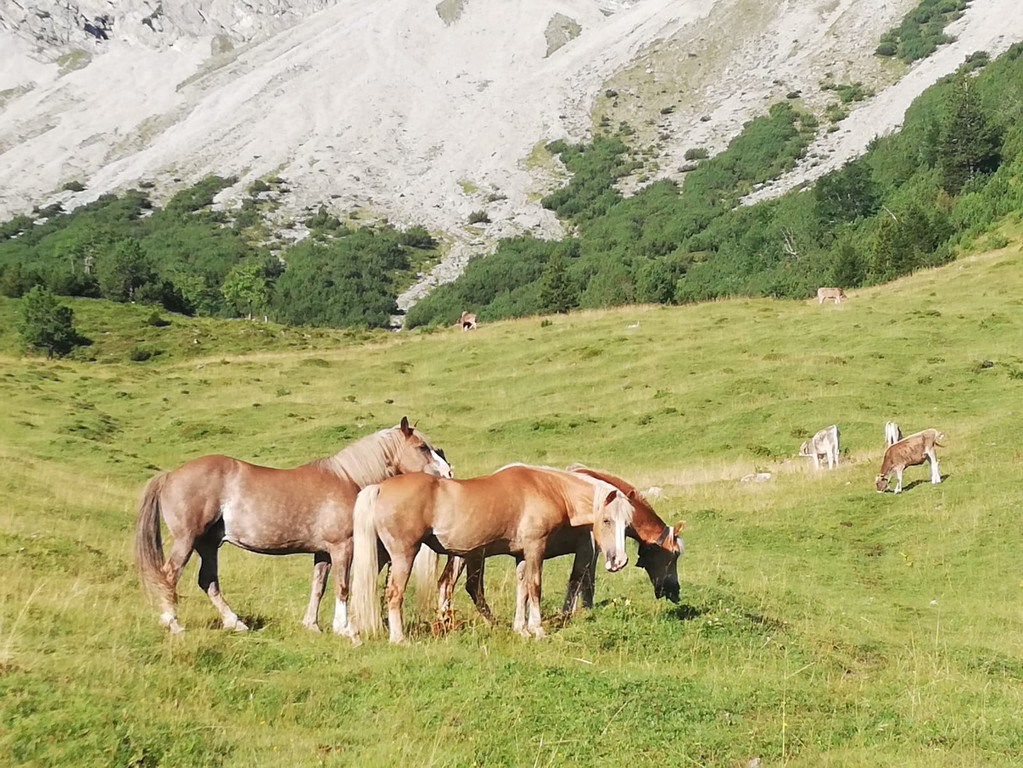 Sattelalpe7.jpg