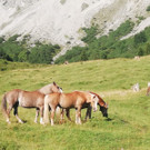 Sattelalpe7.jpg