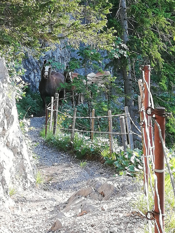 Sattelalpe8.jpg