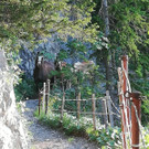 Sattelalpe8.jpg