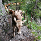 Sattelalpe9.jpg