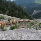 Sattelalpe10_1.jpg